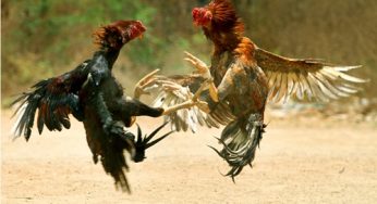 ไก่ชนสายพันธุ์ไทย